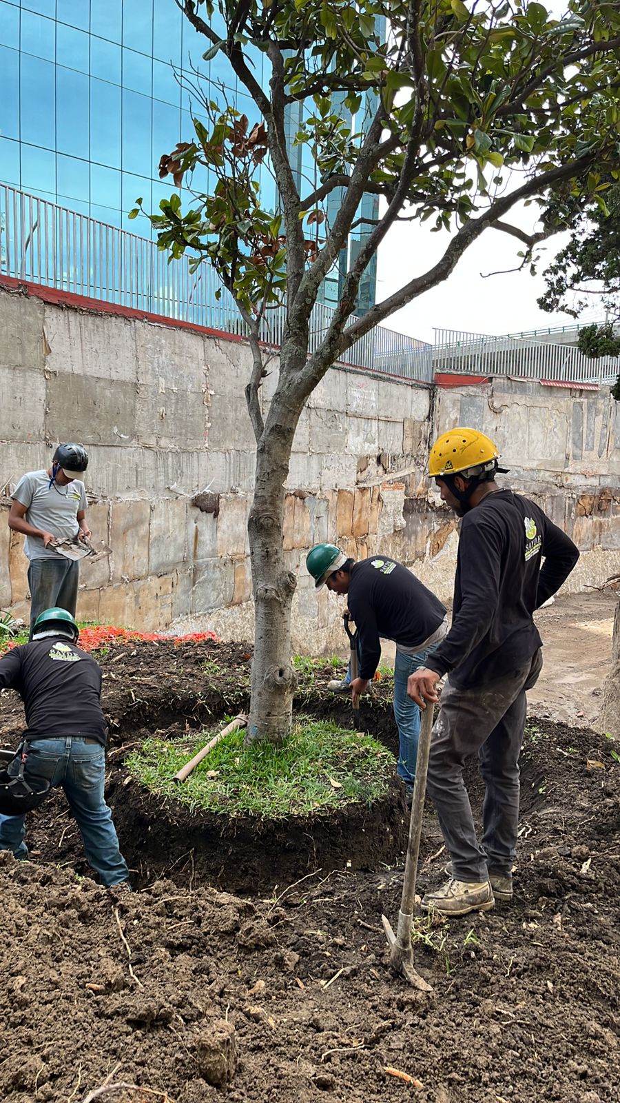 Creación de área verde nueva