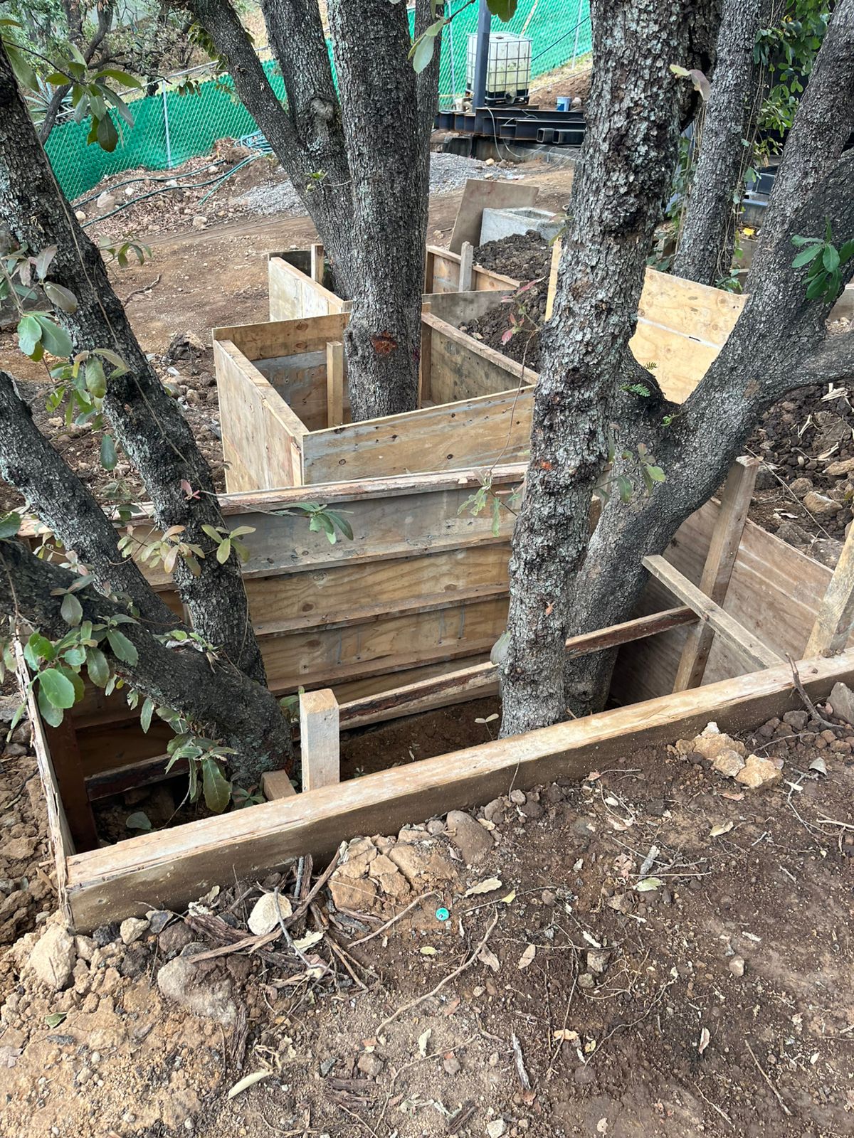 Arbolado urbano mantenido por SAYDE