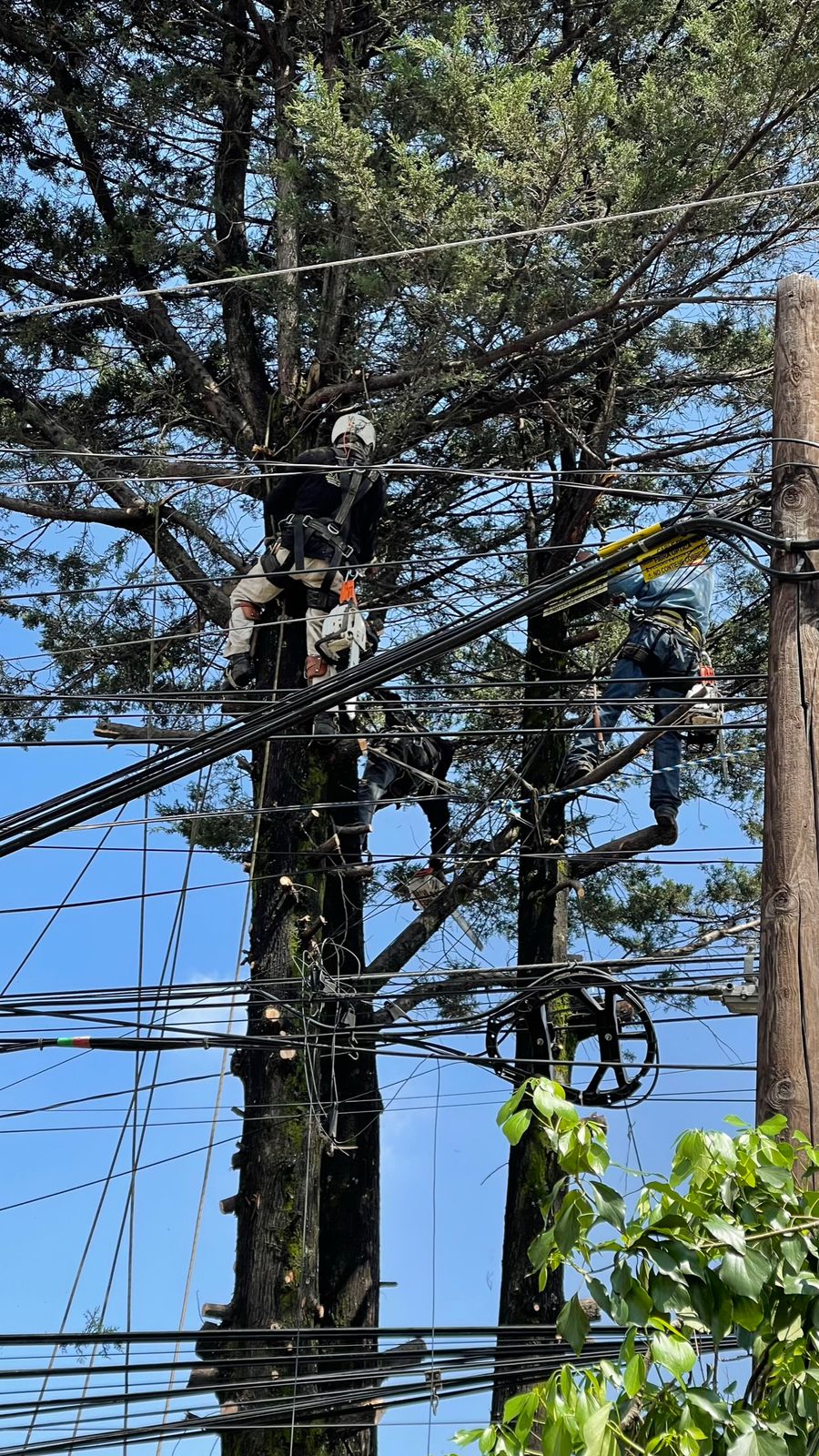 Servicios fitosanitarios seguros cercanos a cables y estructuras