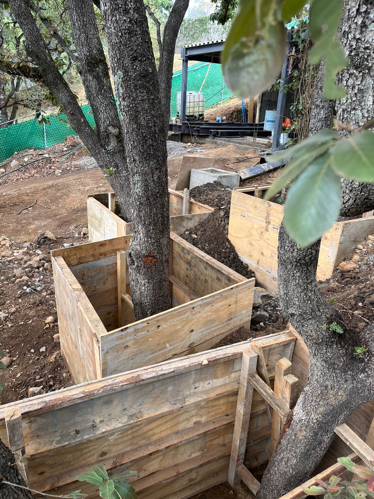 Vivero con arbolado urbano disponible para venta